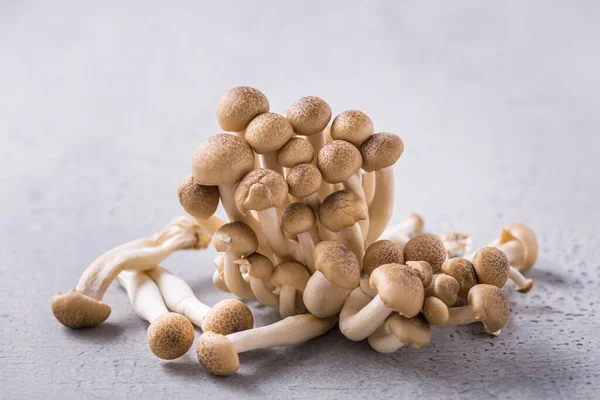 Shimeji Mushrooms Edible Mushrooms Rich Umami Tasting Grey Background — Stock Photo, Image