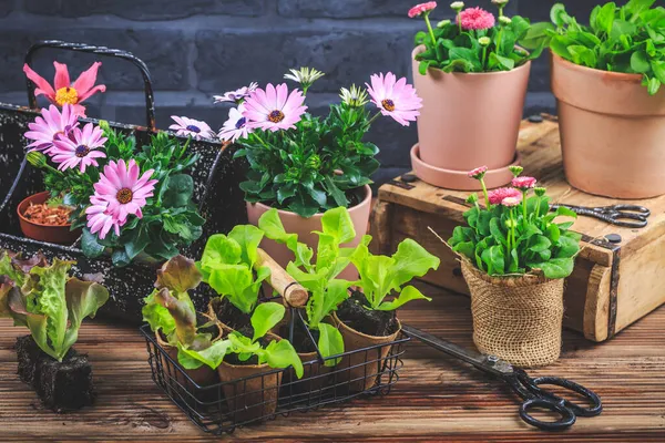 Gartenarbeit Bepflanzung Und Neubepflanzung Setzlinge Mit Pflanzen Blumentöpfen Und Gartengeräten — Stockfoto