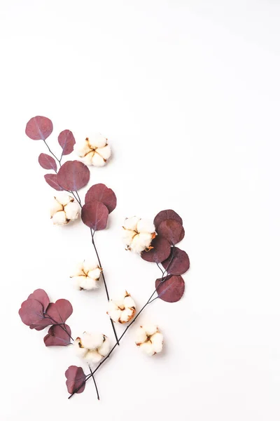 Flowers Composition Pattern Made Cotton Flowers Eucalyptus Branches White Background — Fotografia de Stock