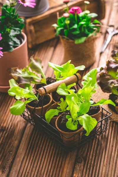 Mudas Alface Plantas Vaso Com Ferramentas Jardinagem — Fotografia de Stock