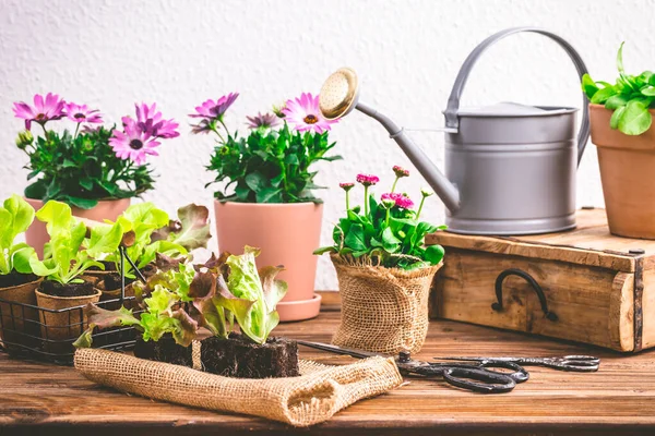 Plantor Sallat Och Krukväxter Med Trädgårdsredskap — Stockfoto