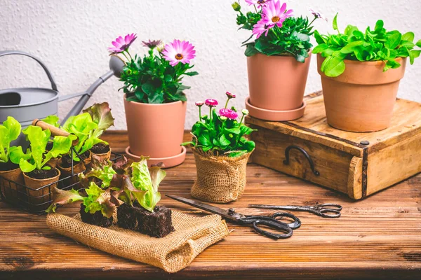 도구를 사용하여 상추와 식물을 — 스톡 사진