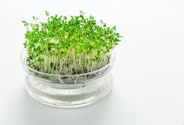 Beyaz zemin üzerinde cam tohum tepsisi içinde büyüyen mikro yeşiller ve tereler