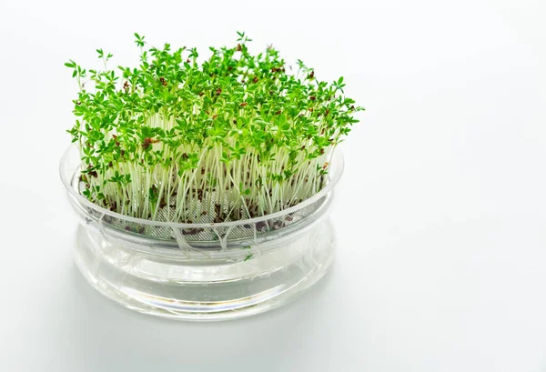 Crescer Microgreens Agrião Bandeja Sementes Vidro Fundo Branco — Fotografia de Stock