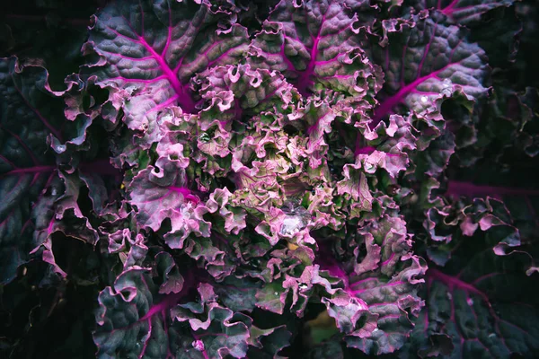 Kalette Λαχανάκια Λαχανίδας Λαχανάκια Λουλουδιών Που Φυτρώνουν Λαχανόκηπο Υβριδικό Φυτό — Φωτογραφία Αρχείου