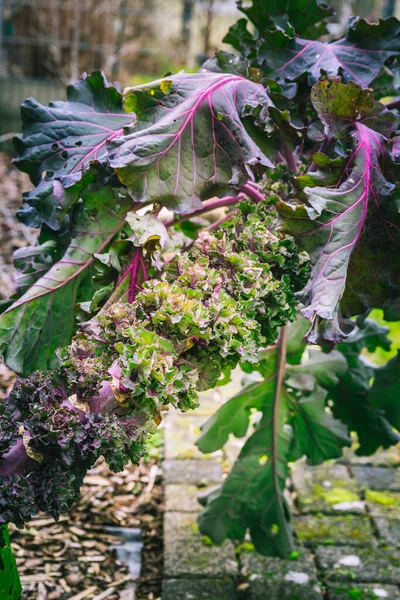 野菜の庭で成長しているカレット ケールもやしまたは花芽 ハイブリッド植物 ケールとブリュッセルの間のクロス芽 — ストック写真
