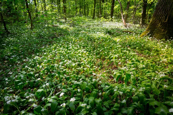 Green Forest Spring Ground Covered Wild Garlic Ramson — Stock Photo, Image