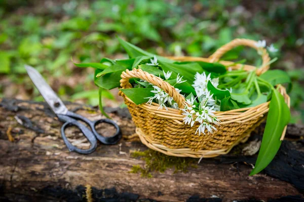Bärlauch Allium Ursinum Wald Pflücken Ernte Ramson Blätter Kraut Korb — Stockfoto