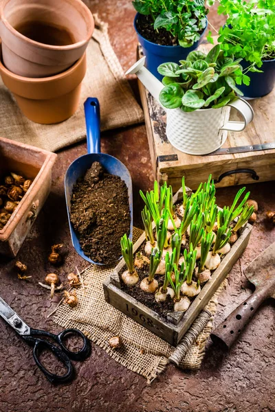 Ültetés Kertészkedés Koncepciója Palánták Kerti Szerszámokkal Történő Ültetésre Kész Növények — Stock Fotó