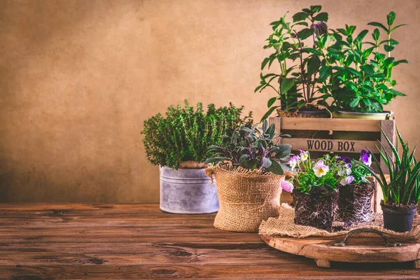 Conceito Plantação Jardinagem Ervas Mudas Plantas Prontas Para Plantio Com — Fotografia de Stock