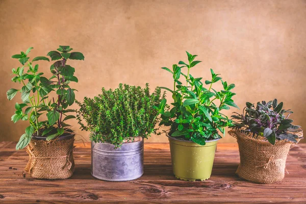 种植和园艺概念 木制背景的香草 鼠尾草 罗勒和百里香 — 图库照片