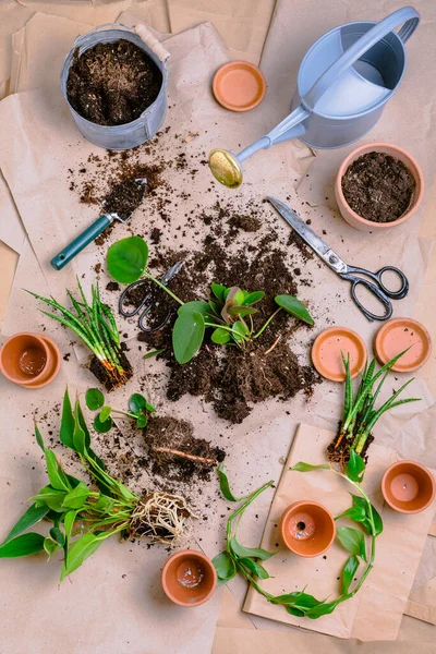 用花盆 土壤和园艺工具推广和重新种植室内植物概念 — 图库照片