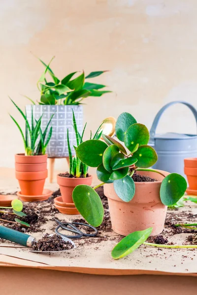 Planta Propagación Replantación Concepto Planta Con Macetas Suelo Herramientas Jardinería —  Fotos de Stock