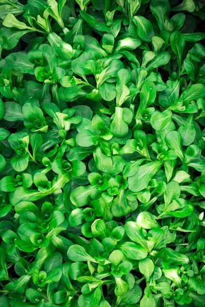 Full Frame Close Wet Fresh Green Lamb Lettuce Valerianella Valerianella — ストック写真