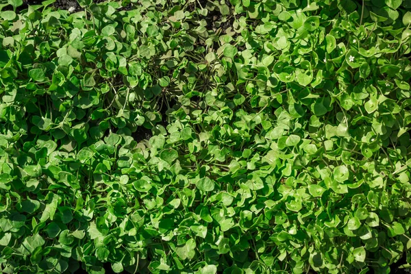 Winter Purslane Macro Closeup Organic Cultivated Garden Plants Healthy Green — стокове фото