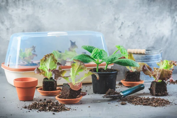 Gemüsevermehrung Und Neupflanzungskonzept Mit Kleinem Gewächshaus Blumentöpfen Erde Und Gartengeräten — Stockfoto