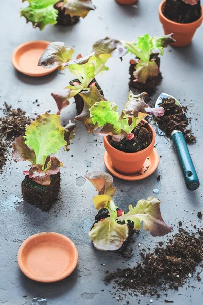 Växtföröknings Och Återplanteringskoncept Med Blomkrukor Jord Och Trädgårdsredskap — Stockfoto