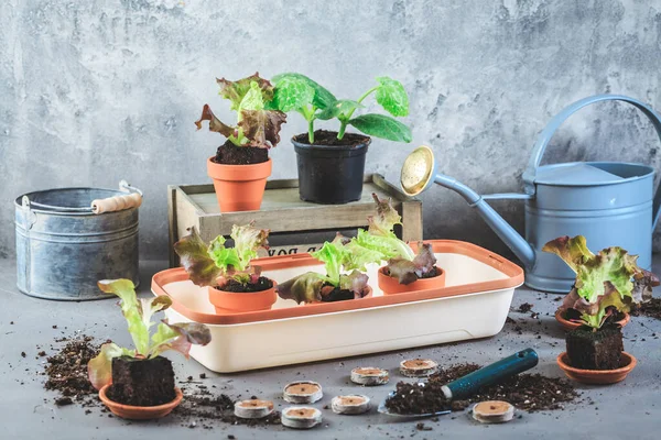 Vegetable Propagation Replanting Seedling Concept Small Hothouse Flowerpots Soil Gardening — 스톡 사진