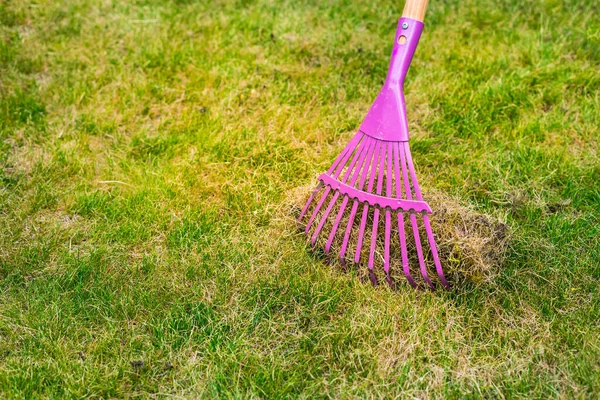 Cleaning Grass Rake Aerating Scarifying Lawn Garden Improving Quality Lawn — Stock Photo, Image