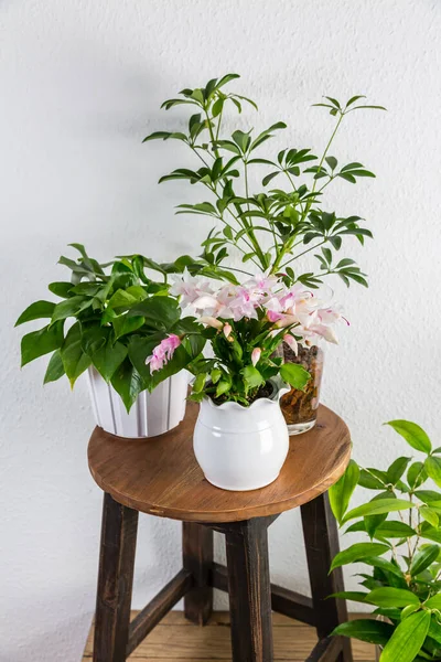 Home Garden Interieur Gefüllt Mit Vielen Schönen Pflanzen Kakteen Sukkulenten — Stockfoto