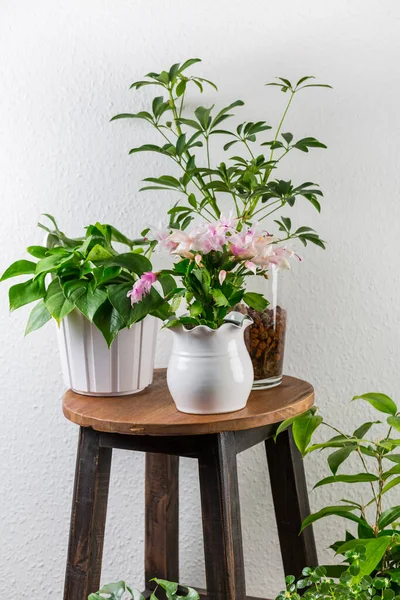 Home Garden Interieur Gefüllt Mit Vielen Schönen Pflanzen Kakteen Sukkulenten — Stockfoto