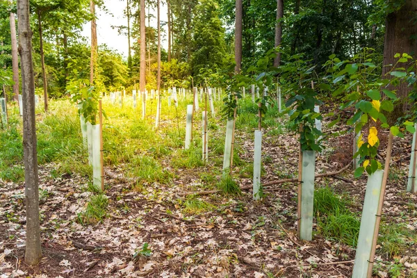 Forest Tree Nursery Growing Seedlings Coniferous Deciduous Trees — Stock Photo, Image