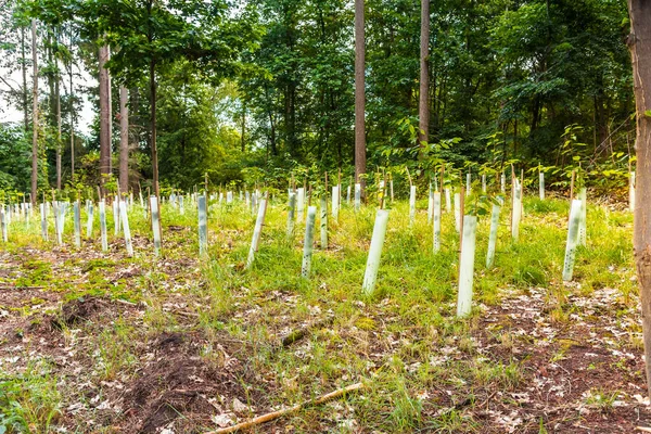 Forest tree nursery - Growing seedlings of coniferous and deciduous trees