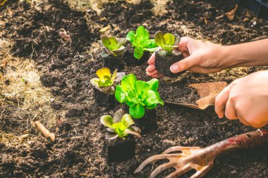 Planting young seedlings of lettuce in vegetable raised bed