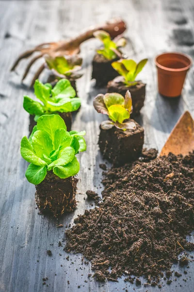 Planting Young Seedlings Lettuce Vegetable Raised Bed — Fotografia de Stock