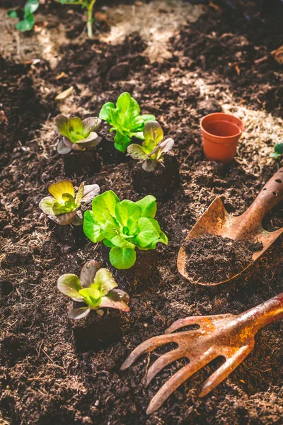 Planting Young Seedlings Lettuce Vegetable Raised Bed — Stockfoto