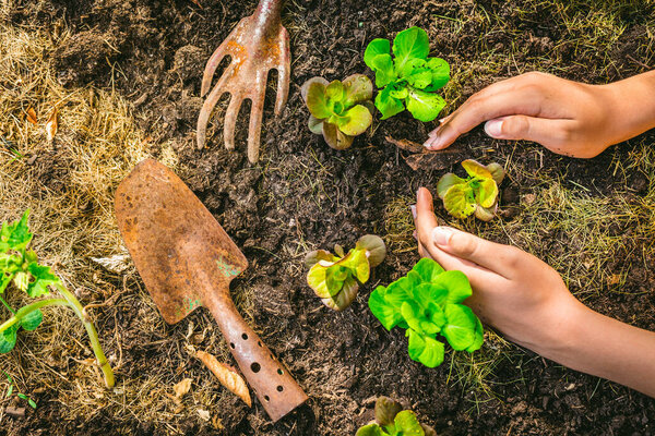Planting young seedlings of lettuce in vegetable raised bed
