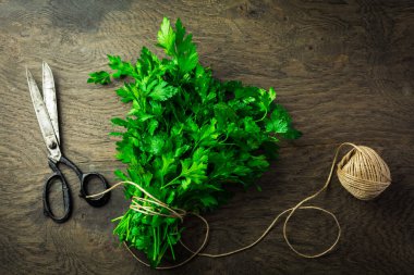 Bunch of fresh parsley with scissors and jute twine on wooden background.