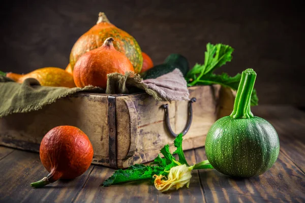 Harvesting Assortment Organic Pumpkins Courgettes Zucchinis Green Background — Stock Fotó