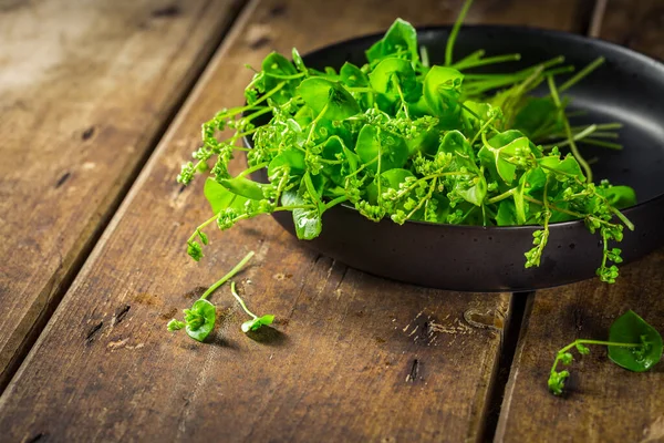 Hornický Salát Zimní Šrucha Claytonia Perfoliata Velmi Chutná Zelenina Kterou — Stock fotografie