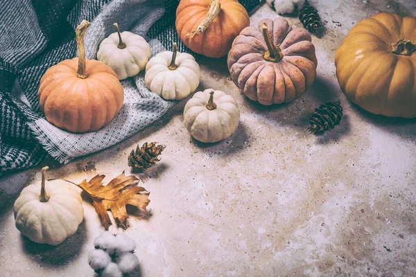 感謝祭のコンセプト 熟したカボチャ 落ち葉 ドライフラワー 素朴な背景に毛布で秋の組成物 フラットレイアウト トップビュー コピースペース — ストック写真