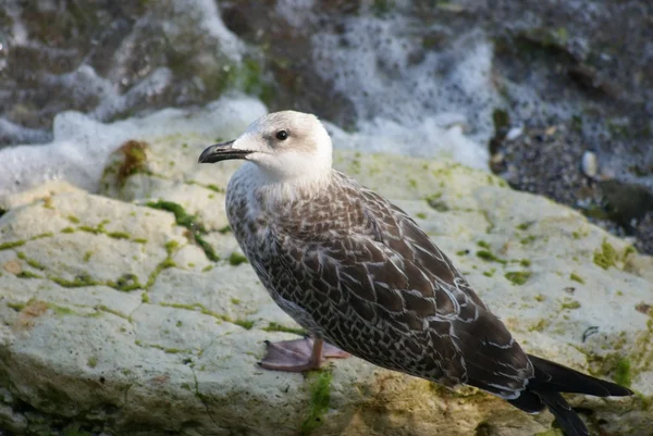 Möwe — Stockfoto