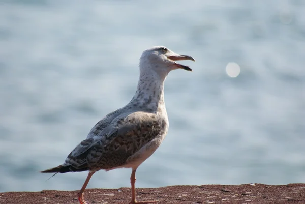 Möwe — Stockfoto