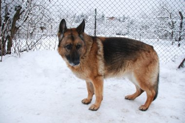 ev koruyucusu