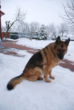 ev koruyucusu