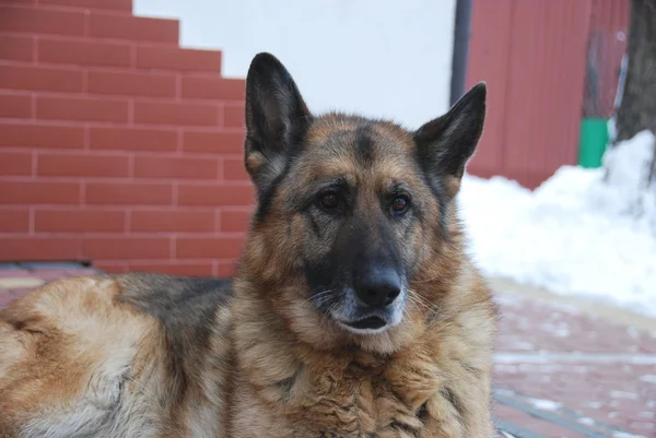 Protector del hogar — Foto de Stock