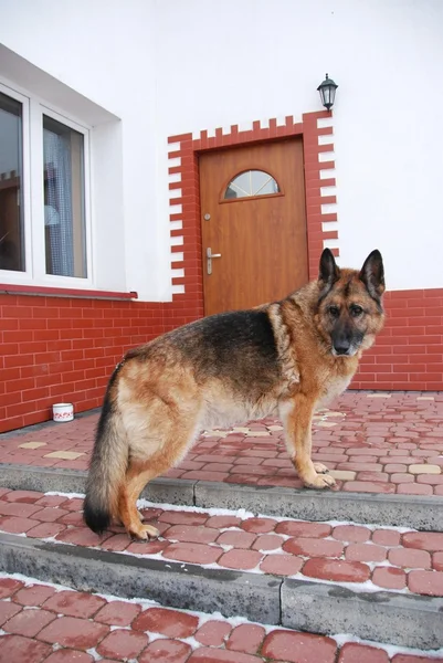 Protector of home — Stock Photo, Image