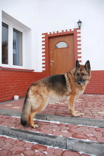 Protetor de casa — Fotografia de Stock