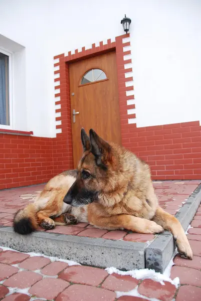 Protector del hogar — Foto de Stock