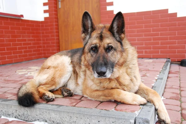 Protector del hogar — Foto de Stock