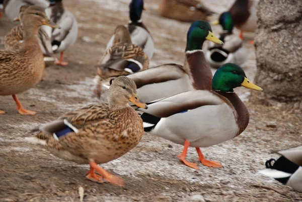 Ducks and drakes — Stock Photo, Image