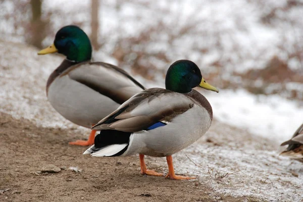 Ducks and drakes — Stock Photo, Image