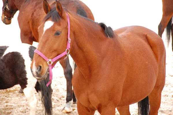 Horses — Stock Photo, Image