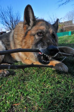Alman çoban köpeği