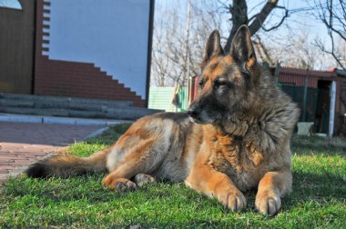 Alman çoban köpeği