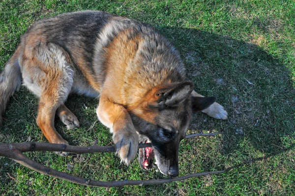 Alman çoban köpeği — Stok fotoğraf